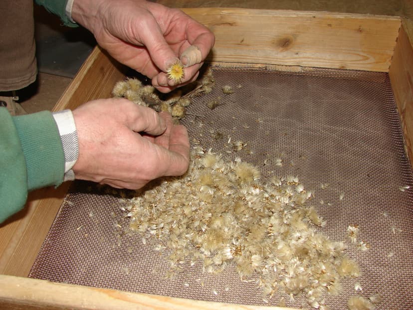 Dlouhá je cesta semínka z pole až do pytlíčku