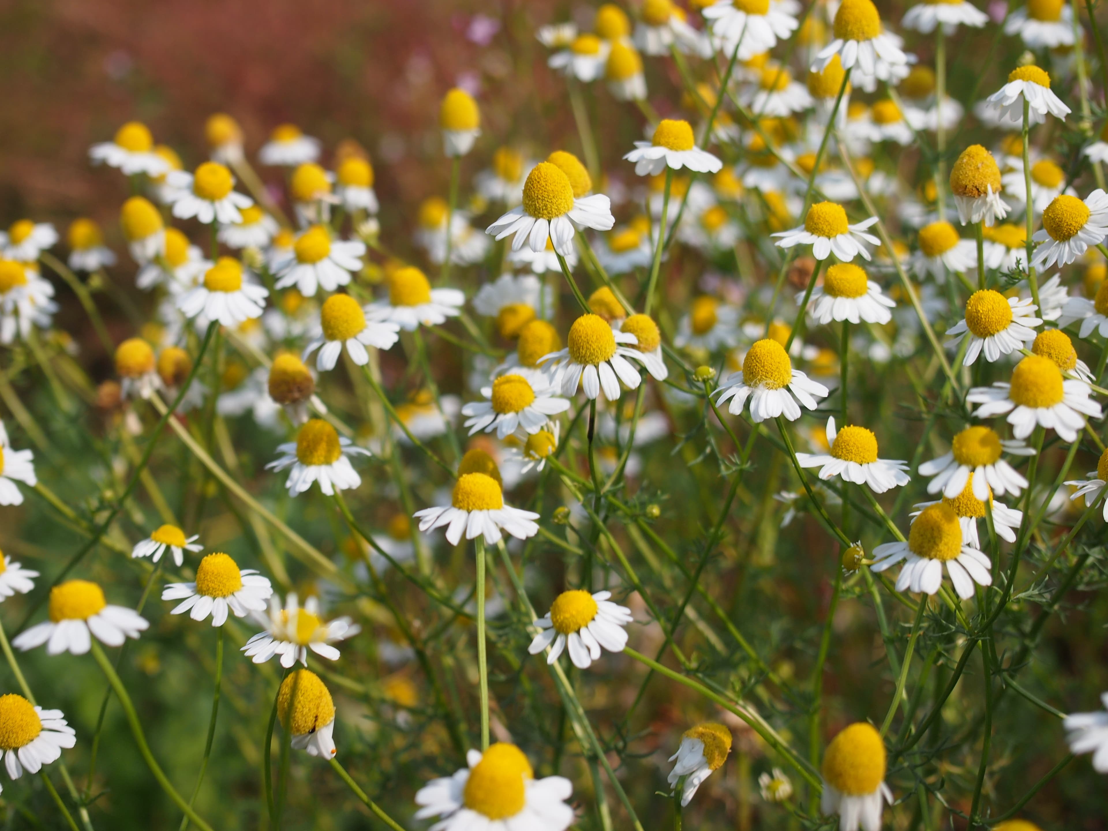 heřmánek pravý - obrázek 1
