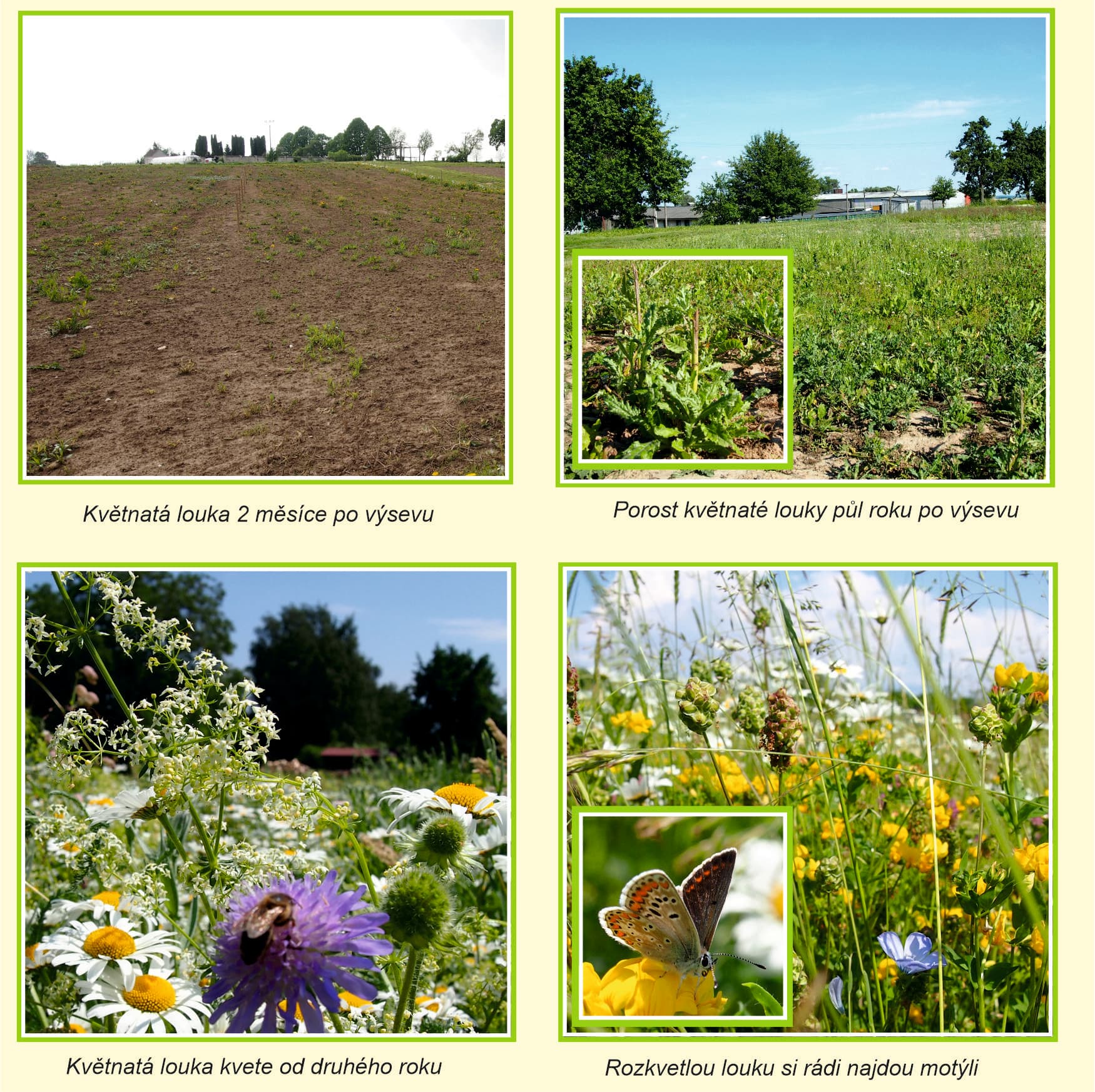 návod na pěstování - pozadí.jpg